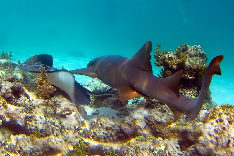 Catalina Island & Altos de Chavon From Punta Cana ( Snorkeling with Catamaran Party ) - Image 3